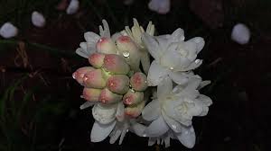 We did not find results for: Hd Wallpaper Rajanigandha Flower Tuberose Flower White Rajnigandha Plant Wallpaper Flare