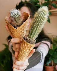 Starfish cacus (stapelia also, if you happen to see a plant flowering, you can tell a cactus apart these other plants fairly easily. Planter Me On Instagram Would You Like A Cone Of Cactus And What S Your Favourite Dessert For Inspiration Plant Lover Favorite Desserts Yummy