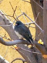Birds With Yellow Feathers In Michigan Dark Eyed Juncos Missouri Birds Pretty Birds Birds