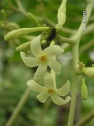 Image result for Carica papaya