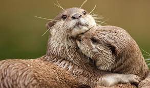Now international trade in the species may be banned. Southeast Asia S Appetite For Pet Otters Supplied Online Iucn