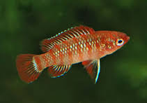 Dario, however, was well received by the people of mexico, who supported darío and not the government. Dario Dario Aquarium