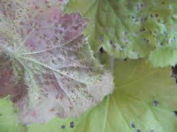 What i do to control fungi in the mulch around my house is to simply disturb the fungus as soon as i see it appear. What S Wrong With My Heuchera Sublime Garden Design Landscape Design Serving Snohomish County And North King County