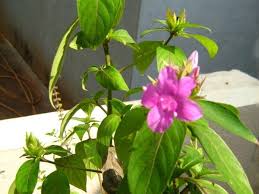 Image result for Barleria spinulosa