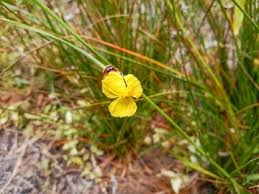 Image result for Xyridaceae