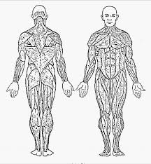 We have many printable anatomical systems and charts for study anatomical systems is able to help you to secure a wide variety of custom anatomy models, anatomy charts. Color Full Body Muscle Anatomy Page 1 Line 17qq Com