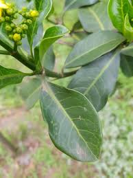 Image result for Psychotria kirkii