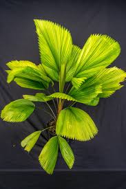 Image result for Licuala grandis