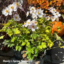 Image result for Anemone transvaalensis