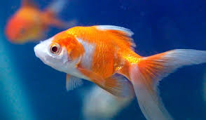 Agriculture takes 70 percent of fresh water supplies on earth. Image Result For Goldfish Pictures Ikan Air Tawar Ikan Akuarium