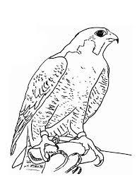 Some peregrine falcon coloring may be available for free. Falcon Coloring Pages Best Coloring Pages For Kids