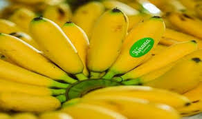 Maybe you would like to learn more about one of these? Di Tengah Pandemi Pisang Mas Kirana Makin Diburu Warga Republika Online