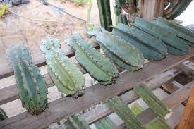 Polos para niños tallas 4, 6 y 8. Cereus Peruvianus Monstrose Aka Peruvian Apple Ornamental Cactus Potted Cuttings Wedding Succulent Favors For Sale Bulk Succulents