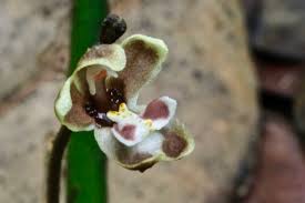 Image result for Didymoplexis