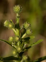 Image result for Laggera crispata