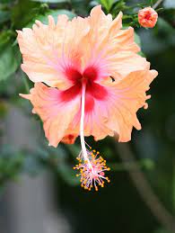 Name All Types Flowers The Different Species Of Hibiscus Flowers Hibiscus Hibiscus Flowers Flora Flowers Different Types Of Flowers