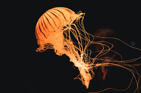 Wallpaper hd of light, orange, fish, color, luz, 50mm, nikon, time, laranja, peixe, janela, cor, tempo, morangos, d90. 5334785 5760x3840 Animal Jellyfish Fish Sea Water Yellow Creative Commons Images Landscape Underwater Black Stripe Dark Contrast Swim Abstract Darkness Nature Orange Glow Light Aquarium Mocah Hd Wallpapers