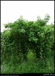 Image result for Blepharispermum