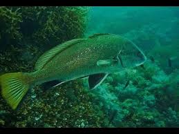 Pe corp numeroase pete negre, colturoase sau in. PeÈtii Din Marea Neagra Corbul De Mare Reapare In Marea Neagra Youtube