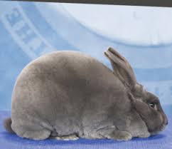 Mini rex rabbit care, rabbits, pet care information for all types of small animal and exotic pets. Rex Arba
