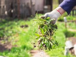 Pull a weed before it goes to seed and remove it from the area carefully so as to avoid leaving its babies behind. Managing Weeds Ideas For Weed Control In Gardens