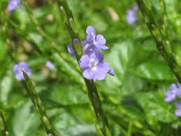 Image result for Stachytarpheta indica
