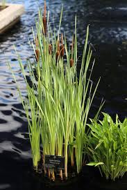 Aug 09, 2013 · spray the part of the plant you have access to and our herbicide will do the rest! Buy Pond Cattail Buy Common Pond Plants Typha Latifolia Pond Megastore