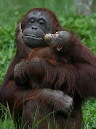 Pin By Twin Sisters Marlene Darle On Just Too Cute Animals Wild Cute Animals Animals