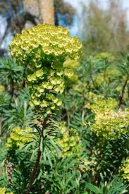 Image result for Euphorbia eranthes