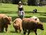 Full Grown Mini Highland Cow