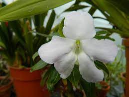 Gardenia Flower In Telugu Best Flower Wallpaper