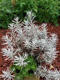 Making it a great choice for any interior paint project. Any Ideas As To What This Is Thought Maybe Dusty Miller But The Leaves Are Not Right Gardening