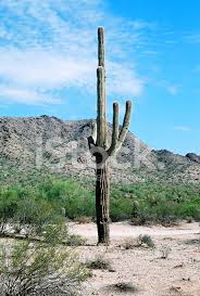 Perhaps you've seen those saguaro cactuses with tops that resemble a series of fists, or maybe broccoli. Cereus Giganteus Saguaro Kaktus Wuste Von Arizona Stockfotos Freeimages Com