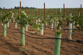 Starting A Vineyard | Osu Extension Service