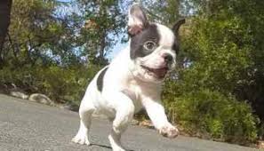 As such i've limited our excursions to friend's homes and the sidewalk around my neighborhood. Boston Terrier Puppies For Sale San Antonio Petsidi