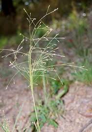 Image result for Panicum gilvum