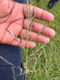 Image result for Eragrostis plana