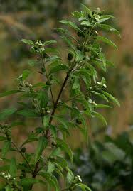 Image result for Lippia javanica