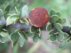 Image result for Boscia foetida