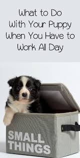 What To Do With A Puppy When At Work All Day Training Your Puppy Puppy Training Dog Care Tips