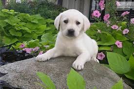 More than twice as many labs were registered than any other breed making it a likely leader for many years to come. Stacey Labrador Retriever Puppy For Sale Near Fort Wayne Indiana 709f549b B771