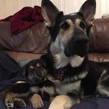 All our breeding dogs have been cleared and officially passed hip and elbow scoring. German Shepherd California Dreamin Vonsila Kennels
