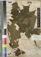 Image result for Triumfetta brachyceras