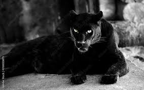 Image result for Panther Black 2001 Puma