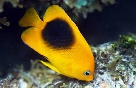 We did not find results for: Rock Beauty Angelfish A Finicky Feeder Best Left In The Sea Reef Builders The Reef And Saltwater Aquarium Blog