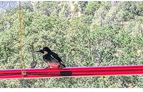 Also, change the nectar frequently. Birds Feeding Transparent Pipe Window Bird Feeders Annas Best Hummingbird Feeders For Outdoors Hummingbird Feeder With Hole Bird Feeder Hanging For Garden Outdoor Yard 40cm Long Butterflies Patio Lawn Garden Environews Tv