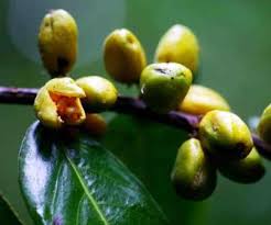 Image result for Dovyalis hispidula