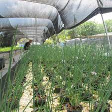 Vicenty S Aquaponics Garden Llc Localharvest