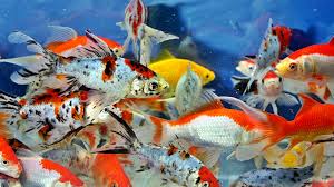 Jadi jika melihat musuh atau benda asing dengan cepat ikan air tawar ini akan menghindar dan bersembunyi. Ikan Hias Air Tawar Yang Mudah Dipelihara Hello Magetan