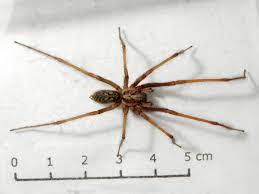 The global epidemiology, syndromic classification, management. Grosse Winkelspinne Eratigena Atrica Foto Bild Tiere Wildlife Spinnen Bilder Auf Fotocommunity